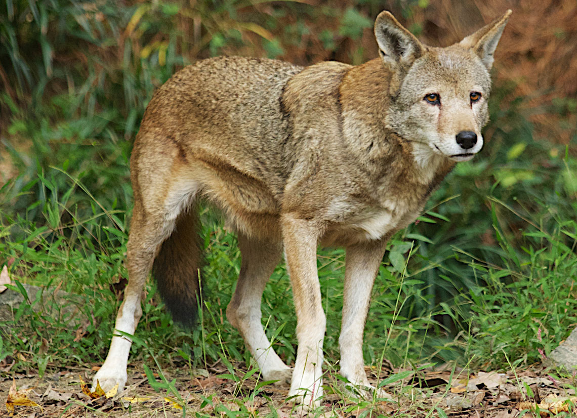 Conservation groups sue USFWS to save wild red wolves - Southern ...