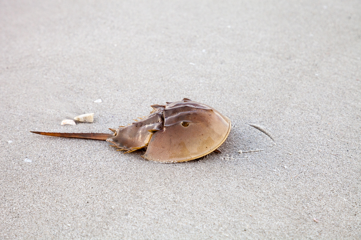 We're suing regulators and a pharmaceutical company over crab pens ...