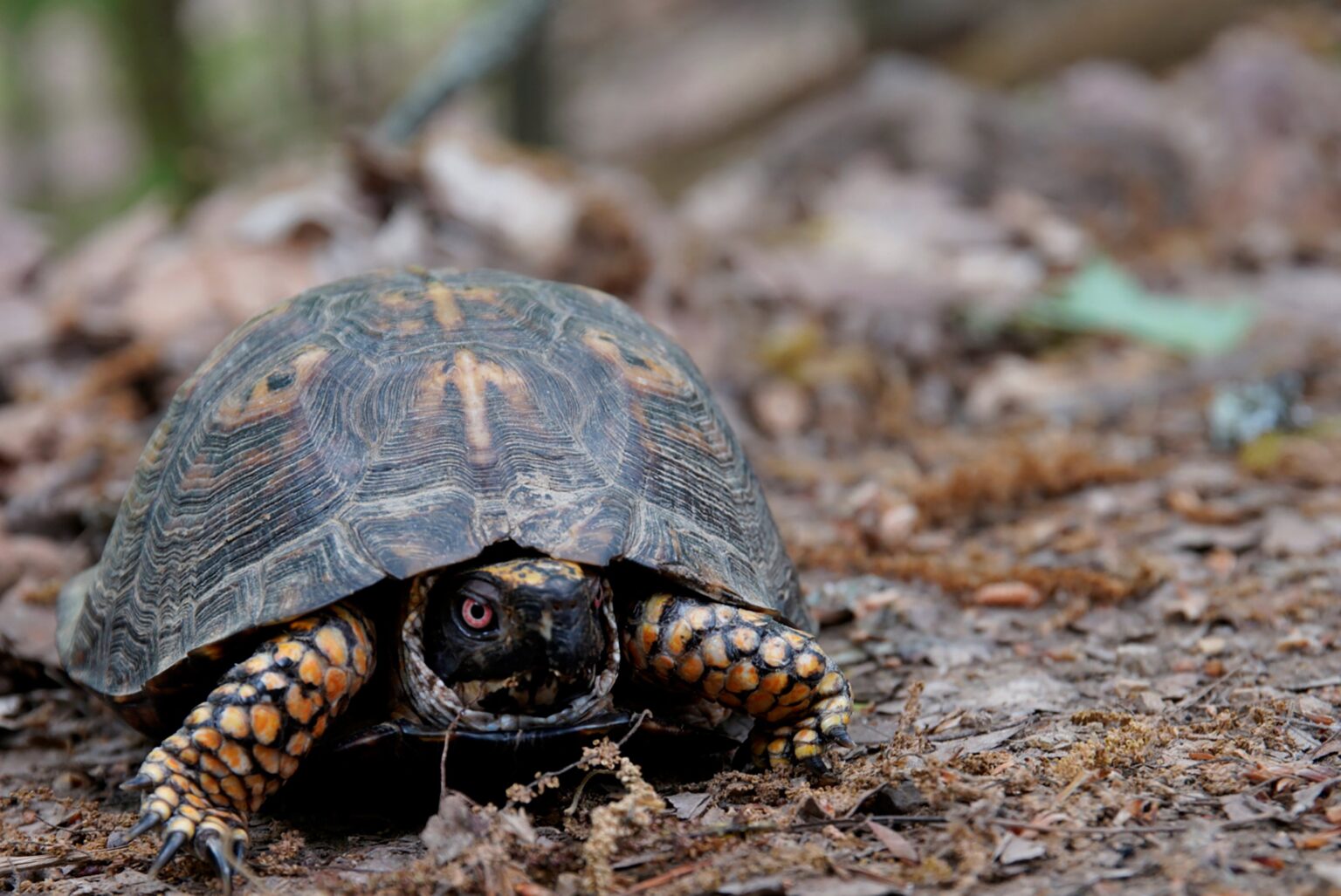 Introducing Ramona McGee, SELC's new Wildlife Program Leader - Southern ...