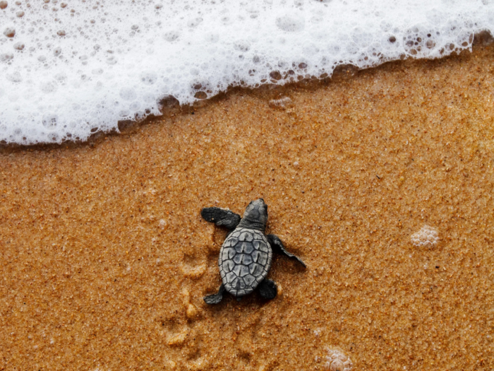 A win for sea turtles on the Georgia coast - Southern Environmental Law ...